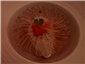 grapefruit pre dessert